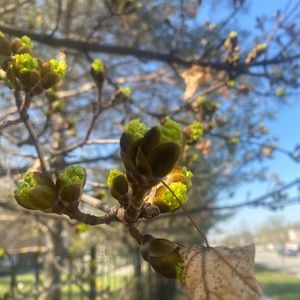 Meet your Posher, Melika